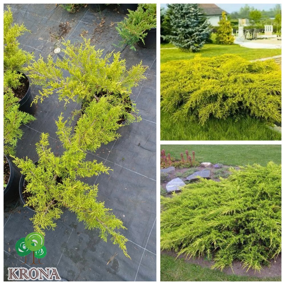 Саджанці купити Ялівець віргінський «Голден Спрінг» /Juniperus virginiana "Golden Spring"/ контейнер C12 L