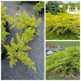 Ялівець віргінський «Голден Спрінг» /Juniperus virginiana "Golden Spring"/ контейнер C12 L Ялівець віргінський «Голден Спрінг» /Juniperus virginiana "Golden Spring"/ контейнер C12 L