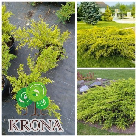 Саджанці купити Ялівець віргінський «Голден Спрінг» /Juniperus virginiana "Golden Spring"/ контейнер C12 L