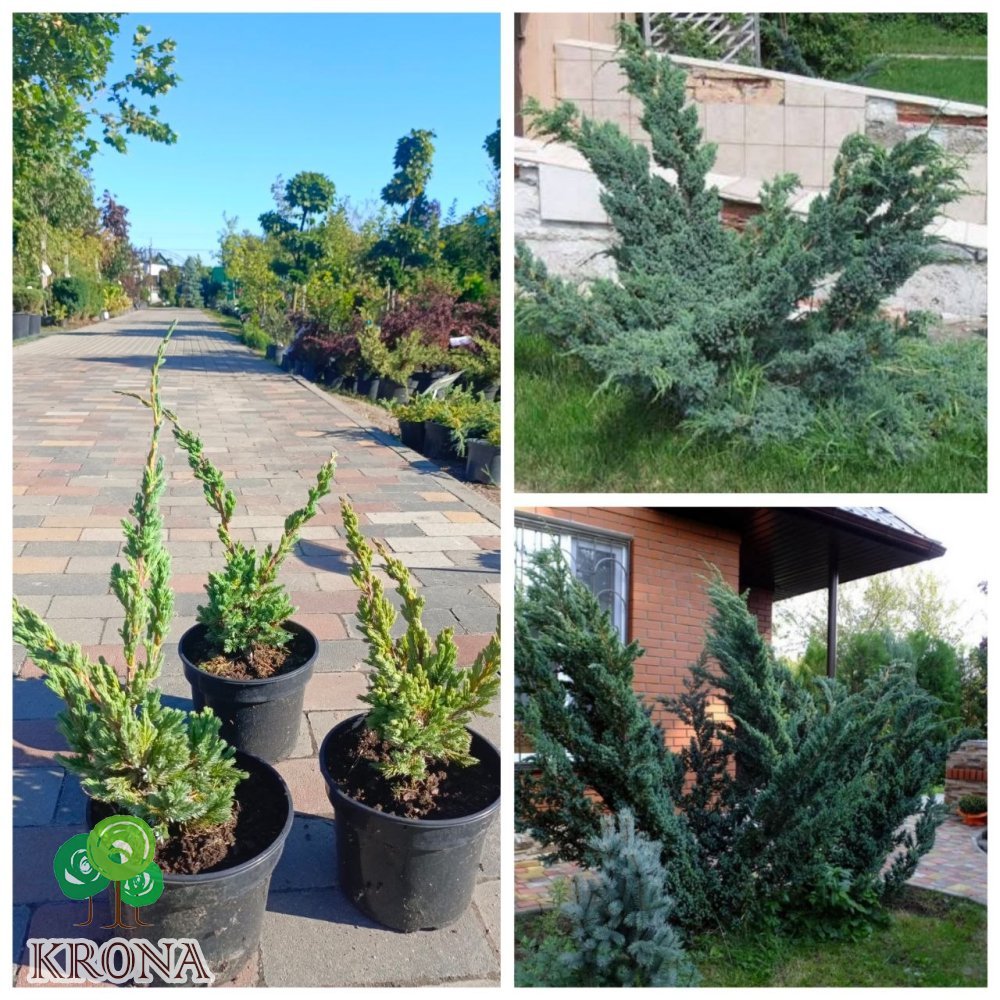 Саджанці купити Ялівець лускатий "Meyeri" /Juniperus squamata "Meyeri"/ контейнер C2 L