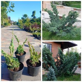 Ялівець лускатий "Meyeri" /Juniperus squamata "Meyeri"/ контейнер C2 L