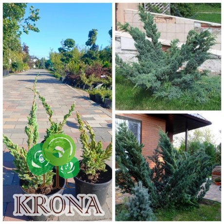 Саджанці купити Ялівець лускатий "Meyeri" /Juniperus squamata "Meyeri"/ контейнер C2 L