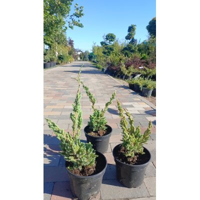 Саджанці купити Ялівець лускатий "Meyeri" /Juniperus squamata "Meyeri"/ контейнер C2 L
