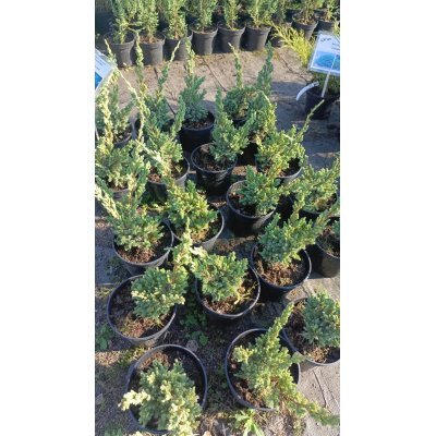 Саджанці купити Ялівець лускатий "Meyeri" /Juniperus squamata "Meyeri"/ контейнер C2 L