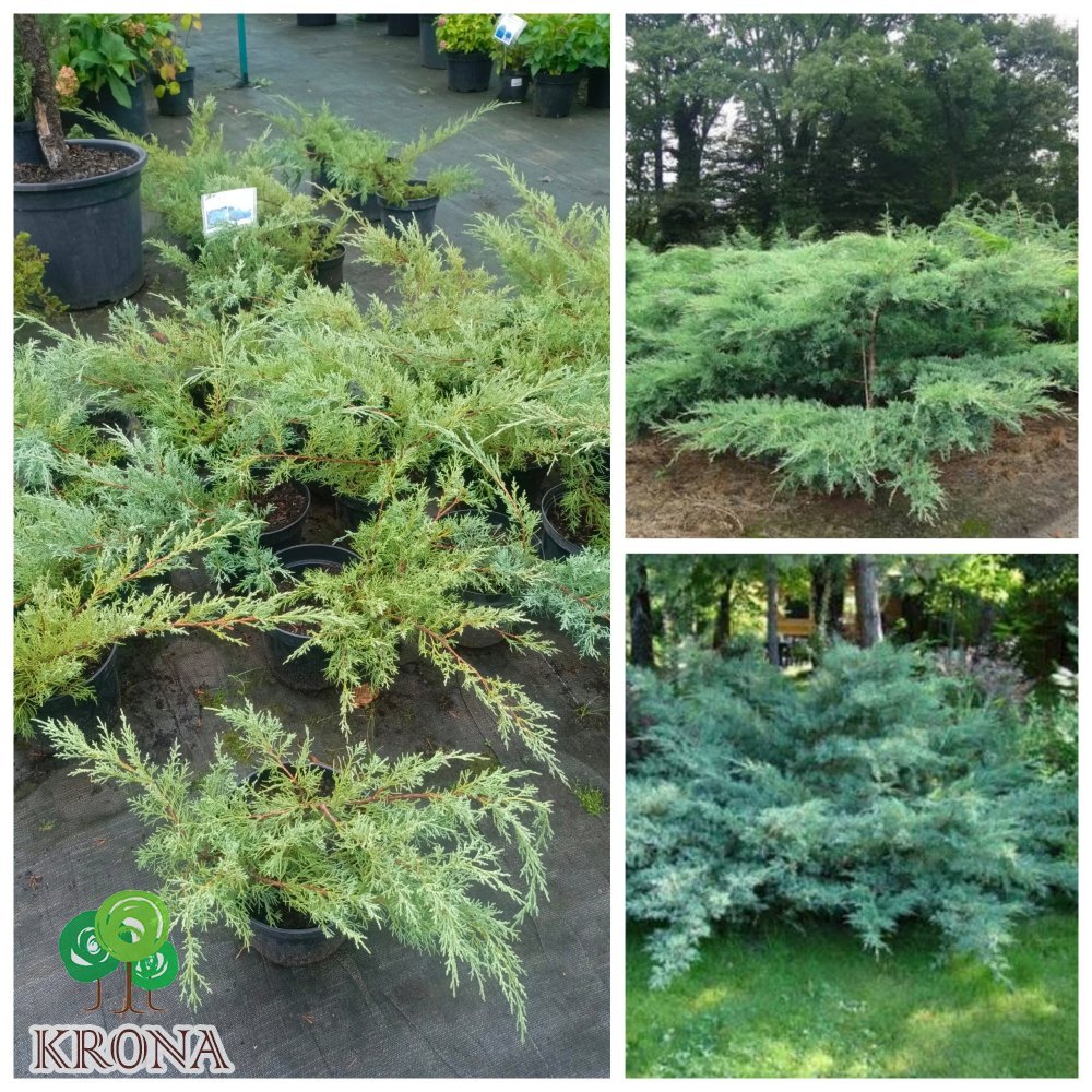 Саджанці купити Ялівець середній "Пфітцеріана Глаука"/Juniperus  "pfitzeriana Glauca"/контейнер C5 L