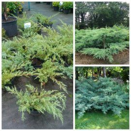 Ялівець середній "Пфітцеріана Глаука"/Juniperus "pfitzeriana Glauca"/контейнер C5 L Ялівець середній "Пфітцеріана Глаука"/Juniperus "pfitzeriana Glauca"/контейнер C5 L
