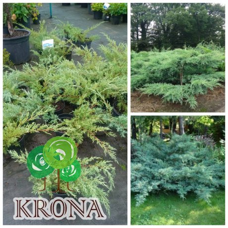 Саджанці купити Ялівець середній "Пфітцеріана Глаука"/Juniperus  "pfitzeriana Glauca"/контейнер C5 L