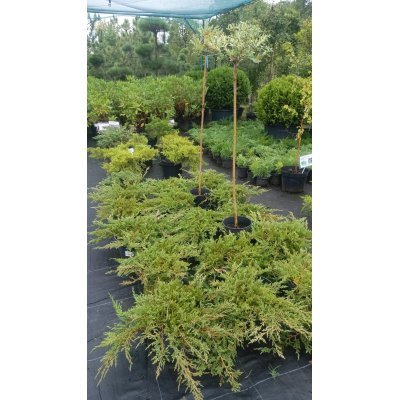 Саджанці купити Ялівець горизонтальний "Принц Уельський"/ Juniperus horizontalis "Prince of Wales" / контейнер C7.5 L