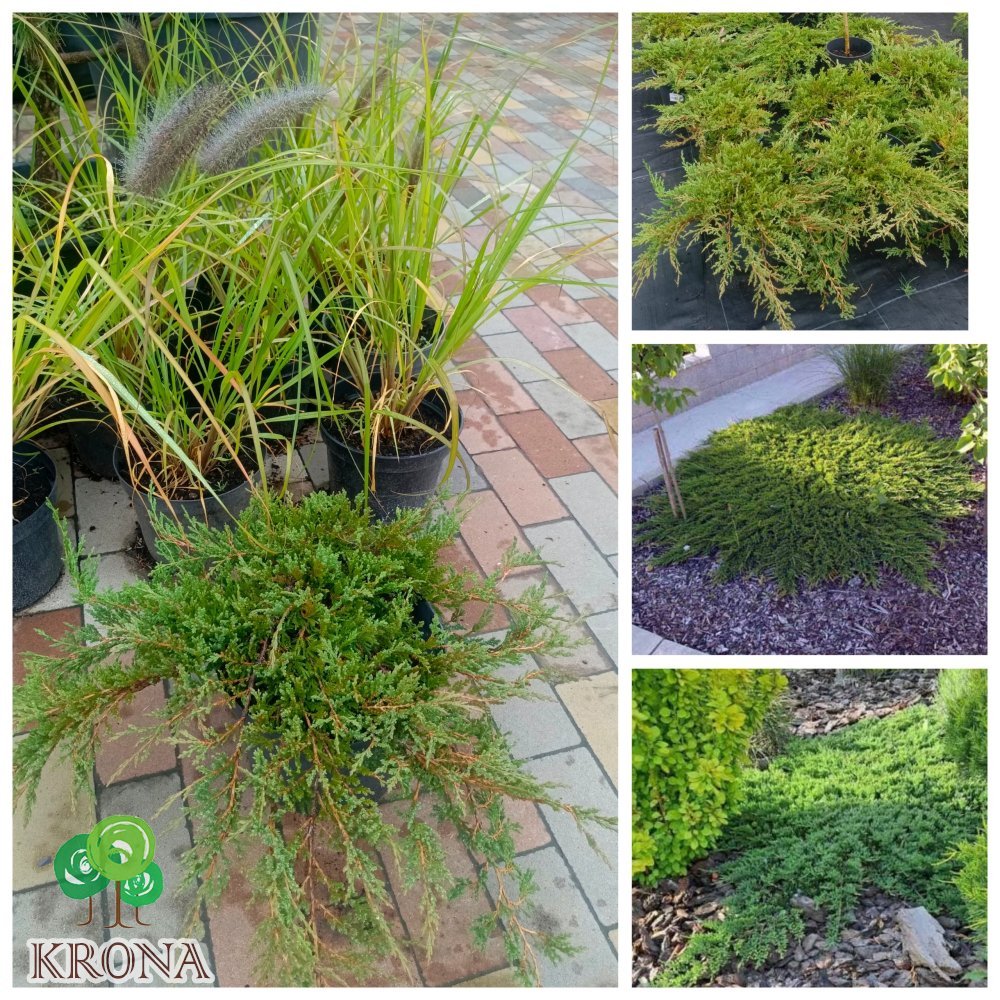 Саджанці купити Ялівець горизонтальний "Принц Уельський"/ Juniperus horizontalis "Prince of Wales" / контейнер C7.5 L