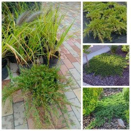 Ялівець горизонтальний "Принц Уельський"/ Juniperus horizontalis "Prince of Wales" / контейнер C7.5 L Ялівець горизонтальний "Принц Уельський"/ Juniperus horizontalis "Prince of Wales" / контейнер C7.5 L