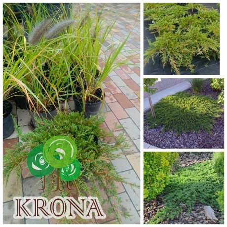 Саджанці купити Ялівець горизонтальний "Принц Уельський"/ Juniperus horizontalis "Prince of Wales" / контейнер C7.5 L