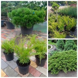 Ялівець козацький «Тамарисцифолія» /Juniperus sabina '"Tamariscifolia"/Контейнер С 2 L Ялівець козацький «Тамарисцифолія» /Juniperus sabina '"Tamariscifolia"/Контейнер С 2 L
