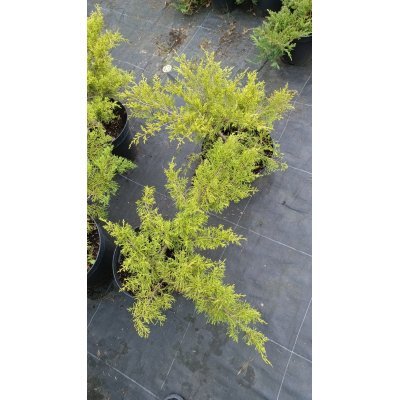 Саджанці купити Ялівець віргінський «Голден Спрінг» /Juniperus virginiana "Golden Spring"/ контейнер C12 L