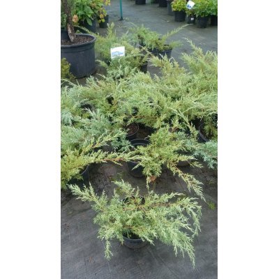 Саджанці купити Ялівець середній "Пфітцеріана Глаука"/Juniperus  "pfitzeriana Glauca"/контейнер C5 L