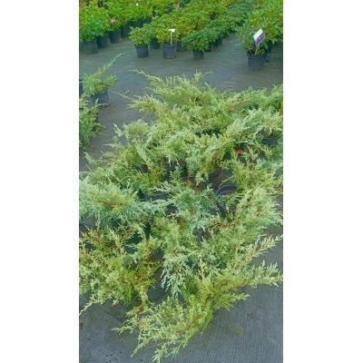 Саджанці купити Ялівець середній "Пфітцеріана Глаука"/Juniperus  "pfitzeriana Glauca"/контейнер C5 L