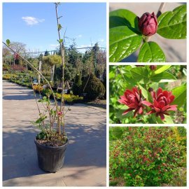 Калікант квітчастий "Хартледж Вайн"(Calycanthus floridus Hartlage Wine)/Н 130-150 см/контейнер С25 L
