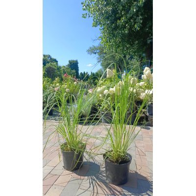 Саджанці купити Пампасна трава або Кортадерія Селло Розеа  ( Cortaderia selloana) / контейнер С5 L