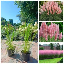 Пампасна трава або Кортадерія Селло Розеа  ( Cortaderia selloana) / контейнер С5 L