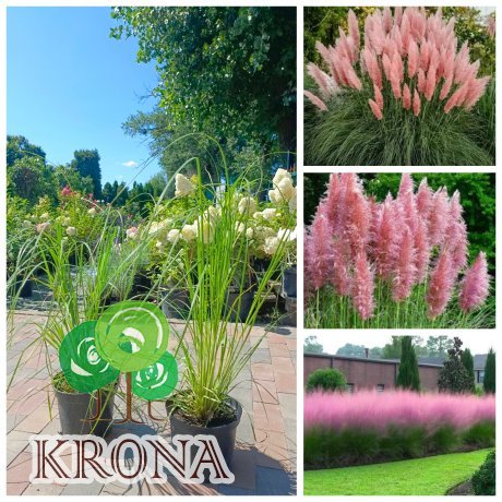 Саджанці купити Пампасна трава або Кортадерія Селло Розеа  ( Cortaderia selloana) / контейнер С5 L