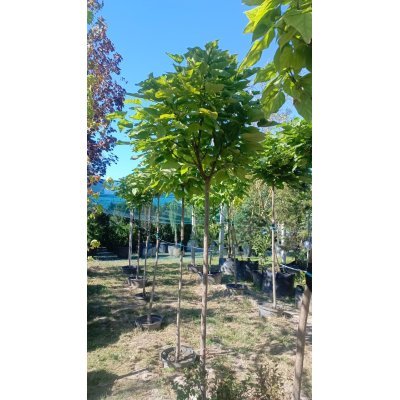 Саджанці купити Катальпа бігнонієподібна "Нана"/ (Catalpa bignonioides) "Nana" /Stam 170-190  см/НО 10-13 см/ контейнер С 25-35 L