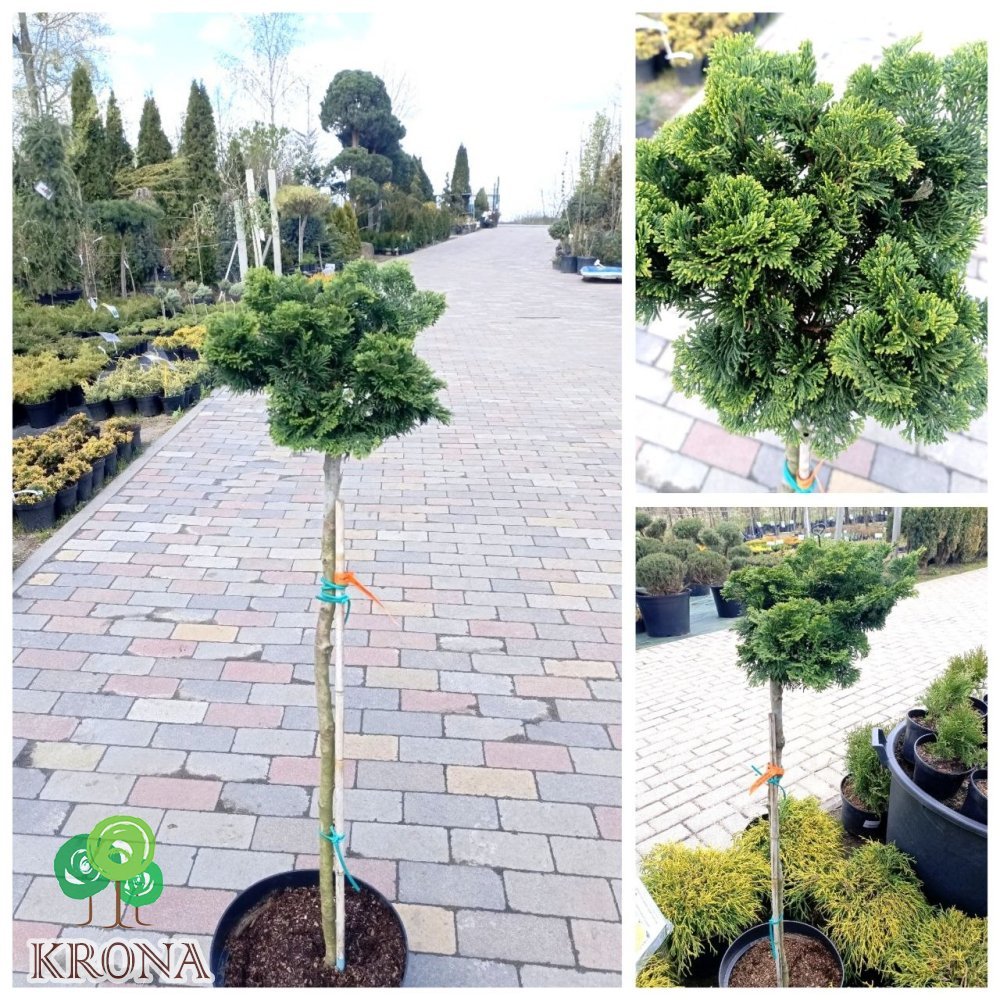 Саджанці купити Кипарисовик тупий "Нана Грациліс" штамб /(Chamaecyparis obtusa Nana Gracilis)/ Stam 77-90 см / контейнер С 5