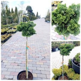 Кипарисовик тупий "Нана Грациліс" штамб /(Chamaecyparis obtusa Nana Gracilis)/ Stam 77-90 см / контейнер С 5