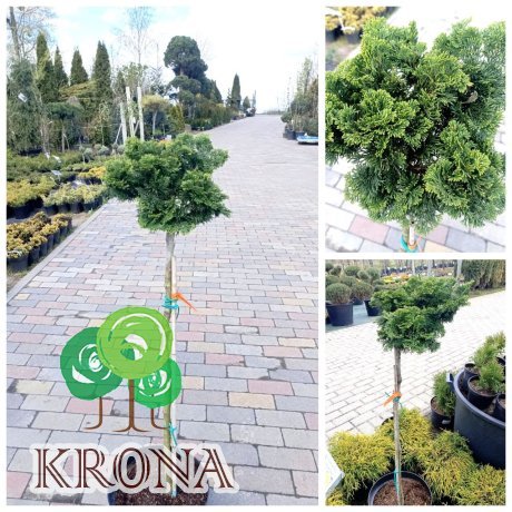 Саджанці купити Кипарисовик тупий "Нана Грациліс" штамб /(Chamaecyparis obtusa Nana Gracilis)/ Stam 77-90 см / контейнер С 5