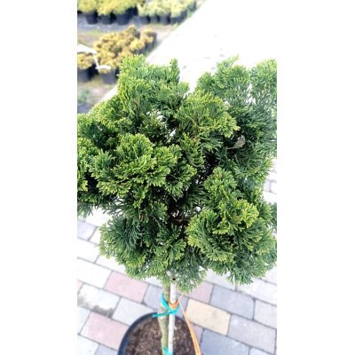 Саджанці купити Кипарисовик тупий "Нана Грациліс" штамб /(Chamaecyparis obtusa Nana Gracilis)/ Stam 77-90 см / контейнер С 5