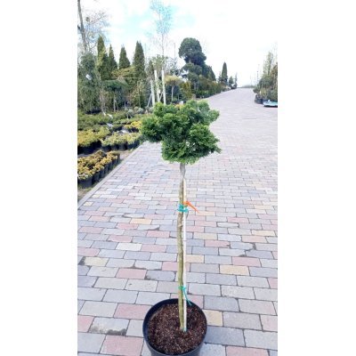 Саджанці купити Кипарисовик тупий "Нана Грациліс" штамб /(Chamaecyparis obtusa Nana Gracilis)/ Stam 77-90 см / контейнер С 5