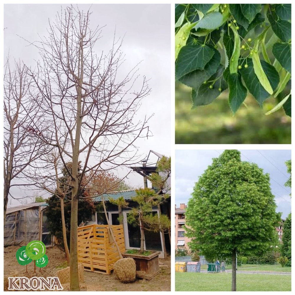 Саджанці купити Липа дрібнолиста (Tilia cordata) / H 500 + см / НО 25-35 см / ком