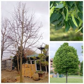 Липа дрібнолиста (Tilia cordata) / H 500 + см / НО 25-35 см / ком Липа дрібнолиста (Tilia cordata) / H 500 + см / НО 25-35 см / ком