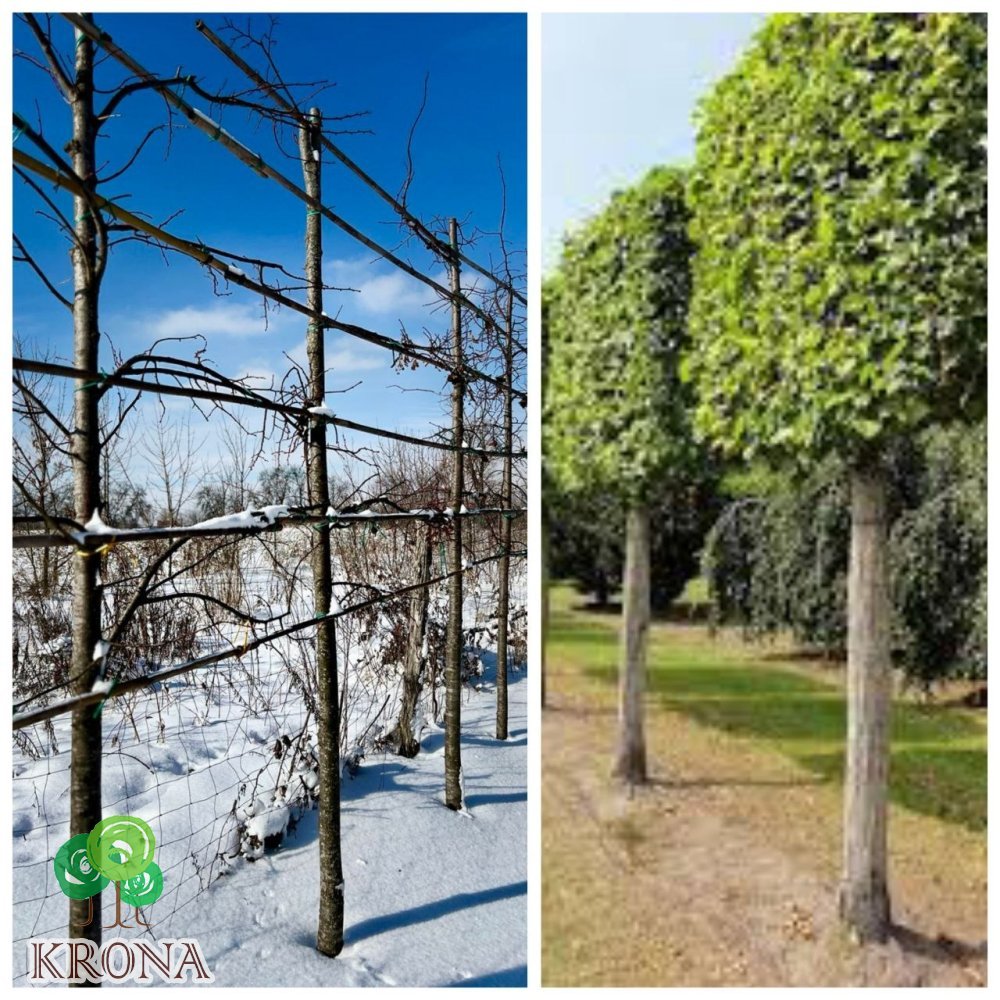 Саджанці купити Липа дрібнолиста (Tilia cordata) шпалера /НО 20-25 см/Н 350 см D 200+ / ком