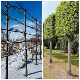 Липа дрібнолиста (Tilia cordata) шпалера /НО 20-25 см/Н 350 см D 200+ / ком Липа дрібнолиста (Tilia cordata) шпалера /НО 20-25 см/Н 350 см D 200+ / ком