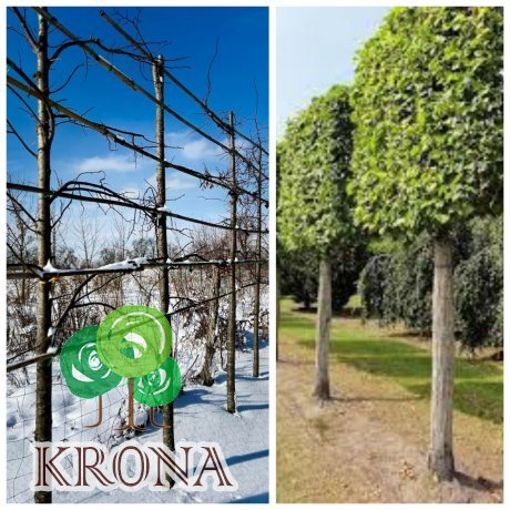 Саджанці купити Липа дрібнолиста (Tilia cordata) шпалера /НО 20-25 см/Н 350 см D 200+ / ком