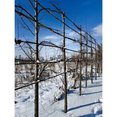 Саджанці купити Липа дрібнолиста (Tilia cordata) шпалера /НО 20-25 см/Н 350 см D 200+ / ком