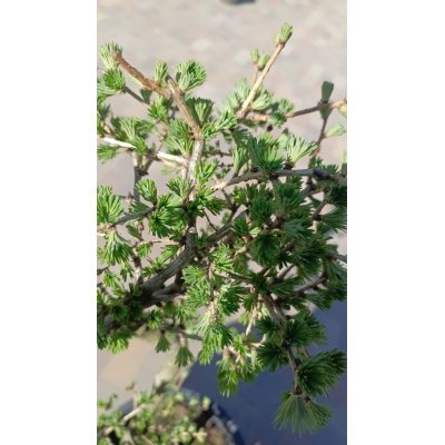 Саджанці купити Модрина європейська (Larix decidua) ніваки/Н 130-140 см/ контейнер С 25 L