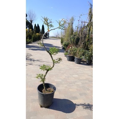 Саджанці купити Модрина європейська (Larix decidua) ніваки/Н 130-140 см/ контейнер С 25 L