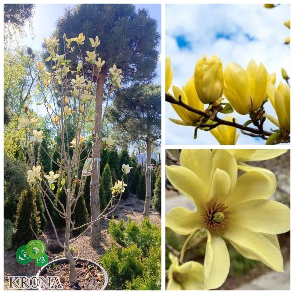 Саджанці купити Магнолія "Голден Гіфт"  (Magnolia ) "Golden Gift"/НО 13-15 см/H 200+ см/контейнер С65 L