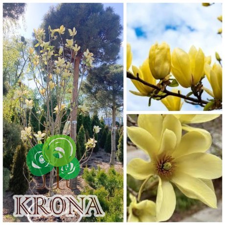 Саджанці купити Магнолія "Голден Гіфт"  (Magnolia ) "Golden Gift"/НО 13-15 см/H 200+ см/контейнер С65 L