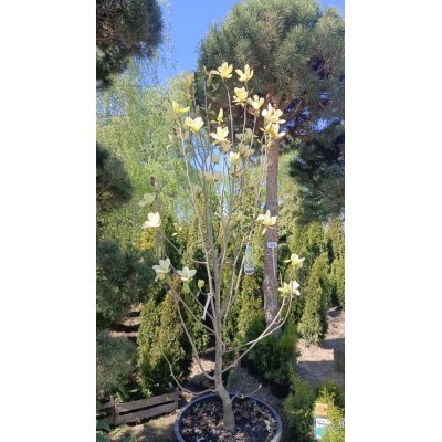 Саджанці купити Магнолія "Голден Гіфт"  (Magnolia ) "Golden Gift"/НО 13-15 см/H 200+ см/контейнер С65 L