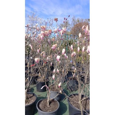 Саджанці купити Магнолія Суланжа (Magnolia soulangeana)/Н 120-150 см/контейнер С 35