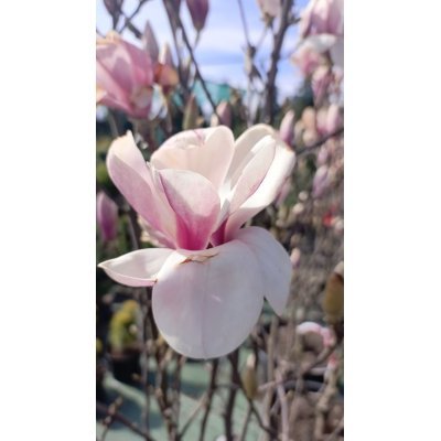 Саджанці купити Магнолія Суланжа (Magnolia soulangeana)/Н 120-150 см/контейнер С 35