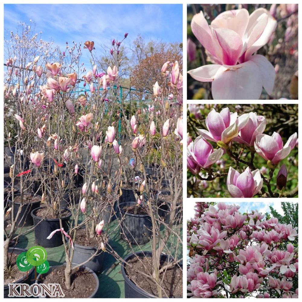 Саджанці купити Магнолія Суланжа (Magnolia soulangeana)/Н 120-150 см/контейнер С 35