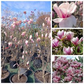 Магнолія Суланжа (Magnolia soulangeana)/Н 120-150 см/контейнер С 35 Магнолія Суланжа (Magnolia soulangeana)/Н 120-150 см/контейнер С 35