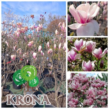 Саджанці купити Магнолія Суланжа (Magnolia soulangeana)/Н 120-150 см/контейнер С 35