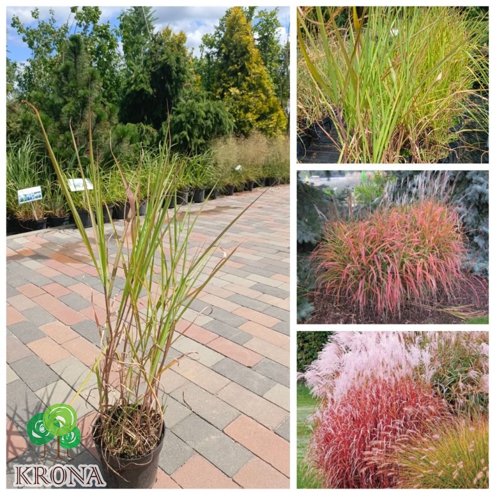 Саджанці купити Міскантус китайский Пурпуресценс (Miscanthus sinensis Purpurascens) / контейнер С2 L