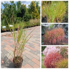 Міскантус китайский Пурпуресценс (Miscanthus sinensis Purpurascens) / контейнер С2 L