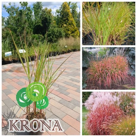 Саджанці купити Міскантус китайский Пурпуресценс (Miscanthus sinensis Purpurascens) / контейнер С2 L