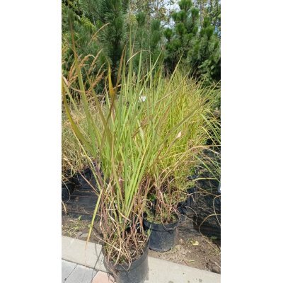 Саджанці купити Міскантус китайский Пурпуресценс (Miscanthus sinensis Purpurascens) / контейнер С2 L