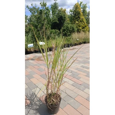 Саджанці купити Міскантус китайский Пурпуресценс (Miscanthus sinensis Purpurascens) / контейнер С2 L